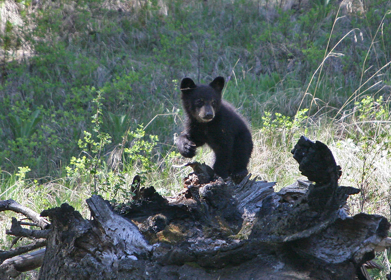 Black Bear cub