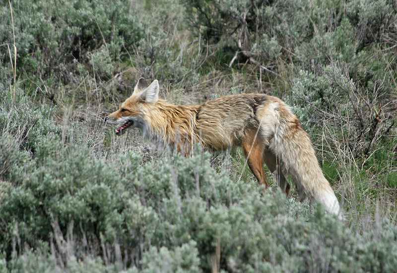 Fox