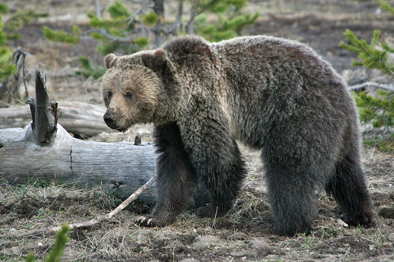 Grizzly