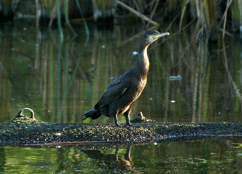 Cormorant