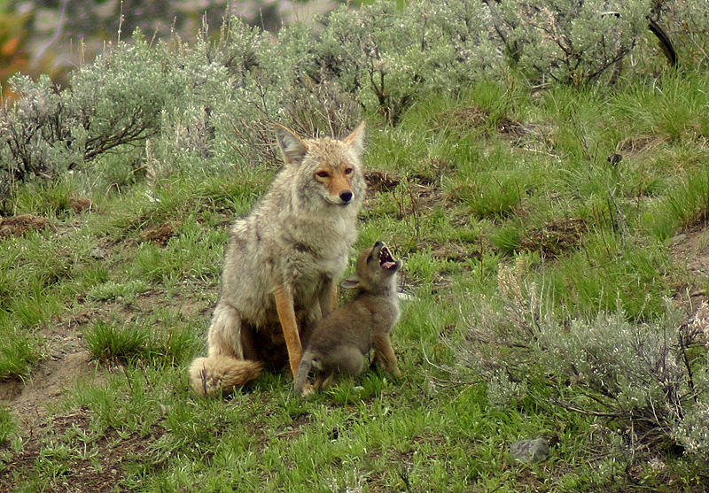 Coyote and pup