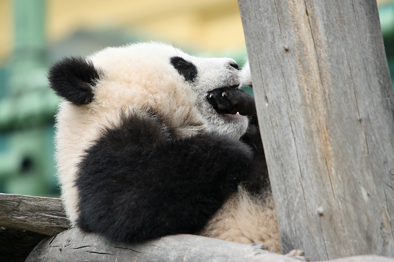 Fu Long