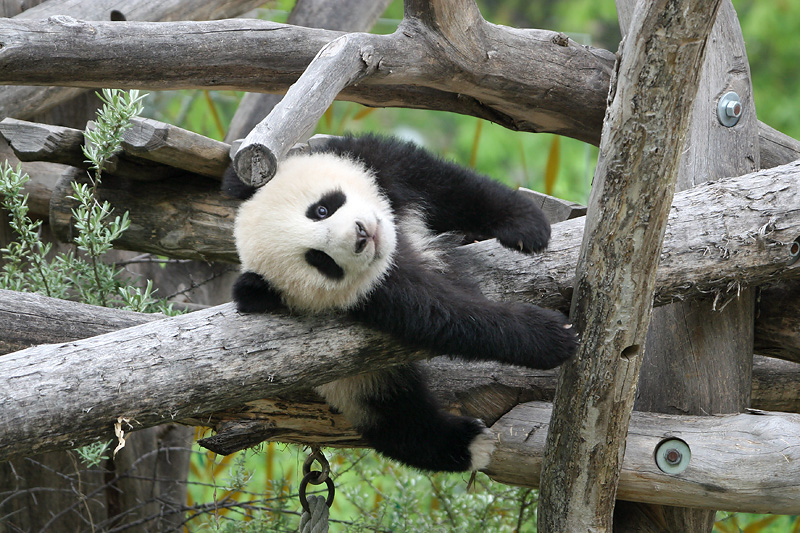 Fu Long