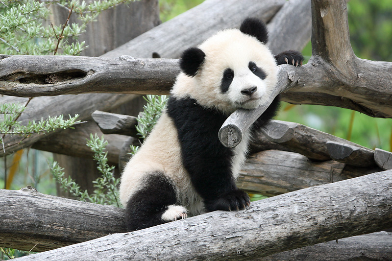 Fu Long