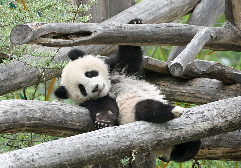 Fu Long