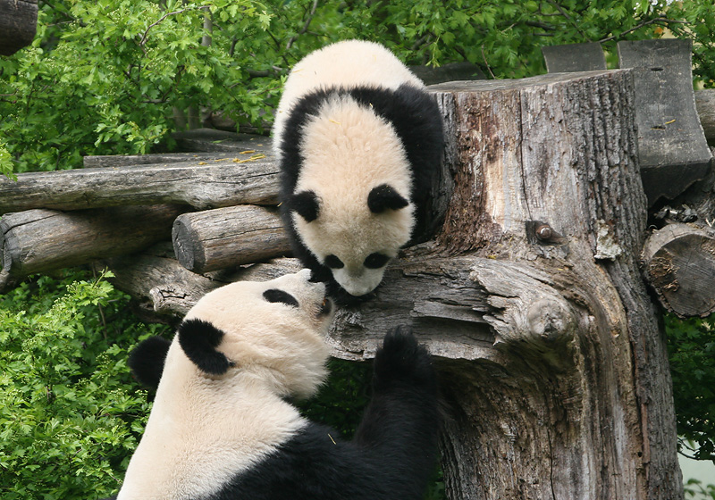 Fu Long & Yang Yang