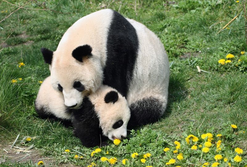 Fu Long & Yang Yang