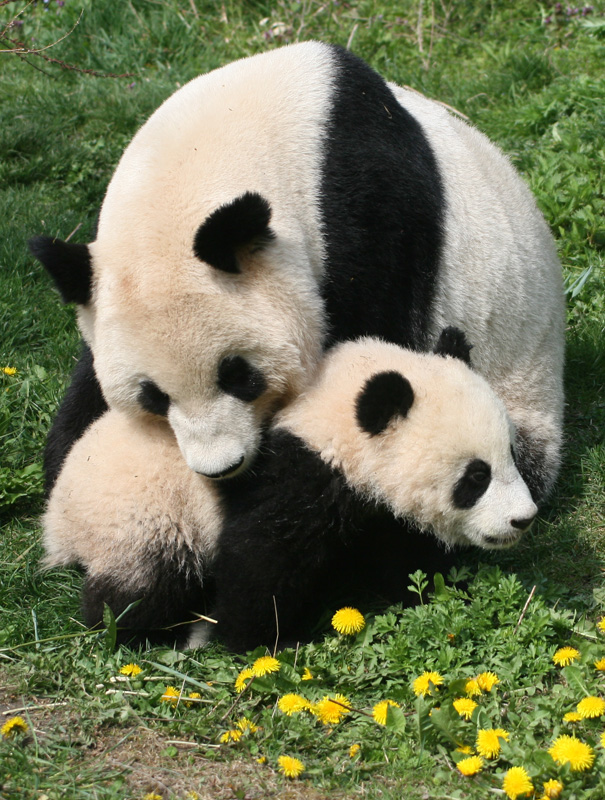 Fu Long & Yang Yyang
