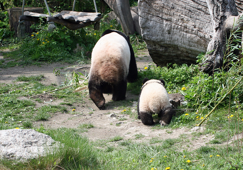 Follow mommy