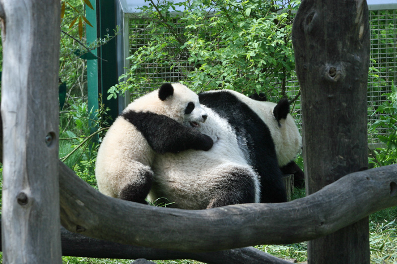 Panda hug