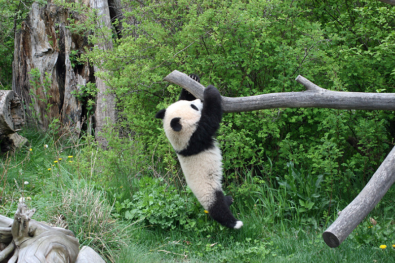 Fu Long