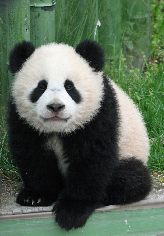 Fu Long
