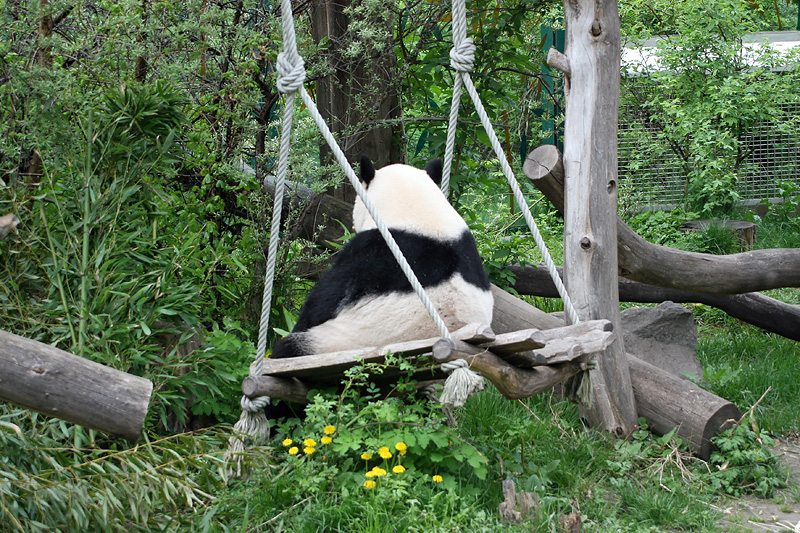 Yang Yang on the swing