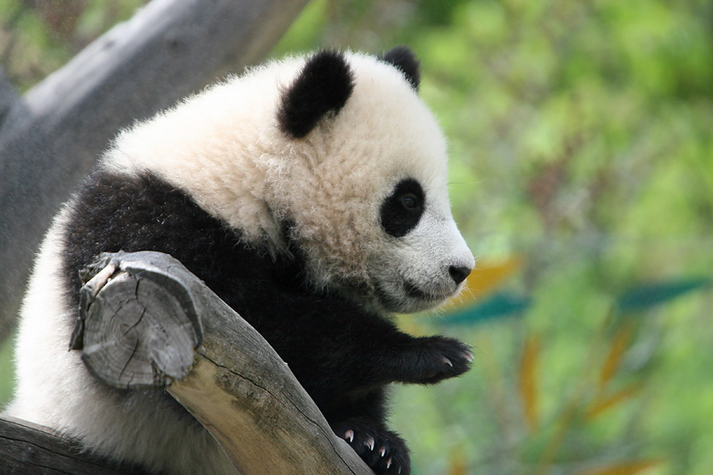 Fu Long waving to his fans