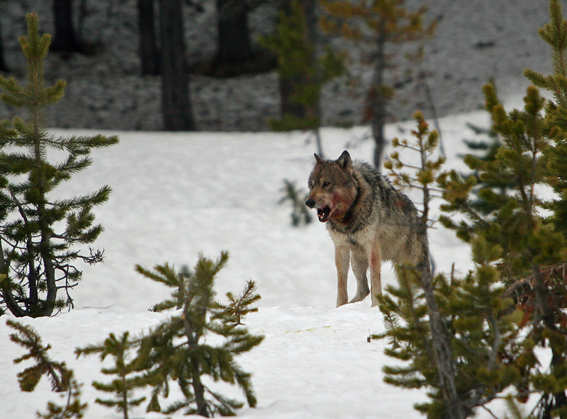 Gray wolf