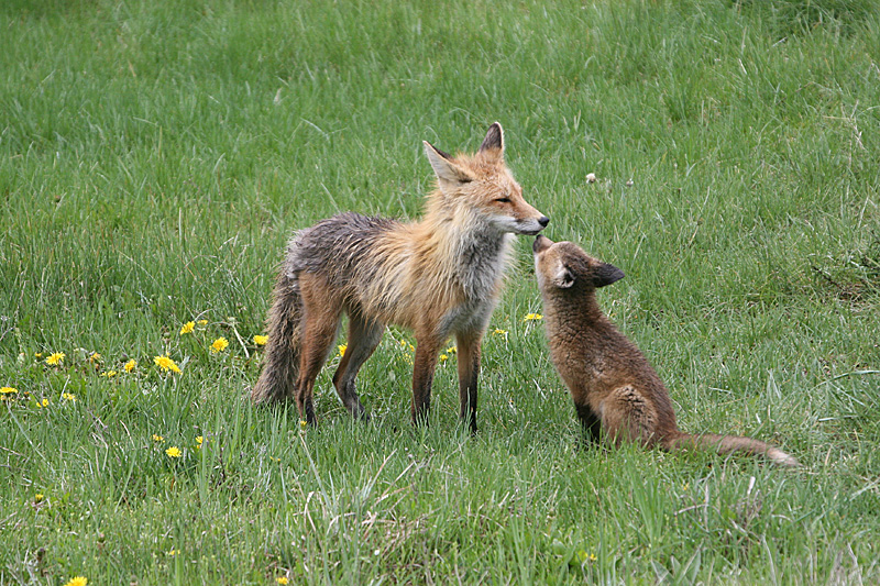 Fox with kit