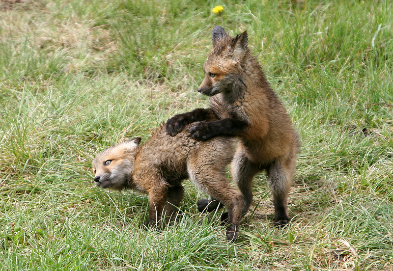 Playing fox kits