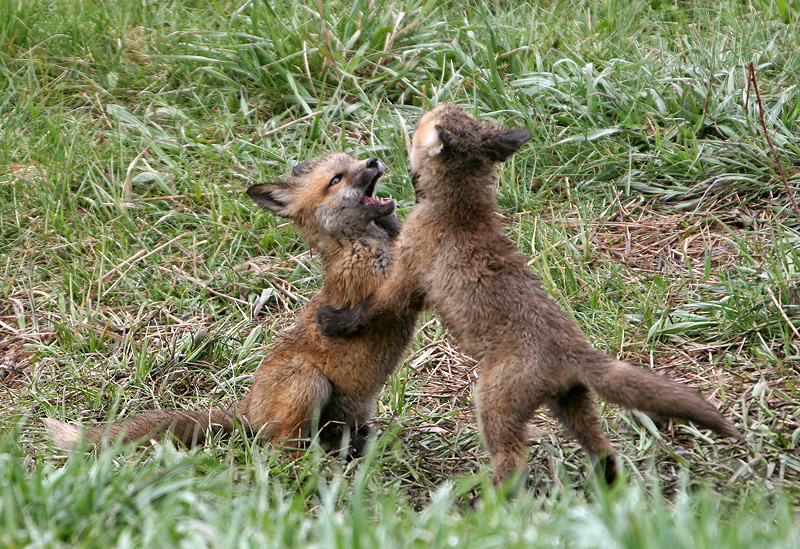 Playing fox kits