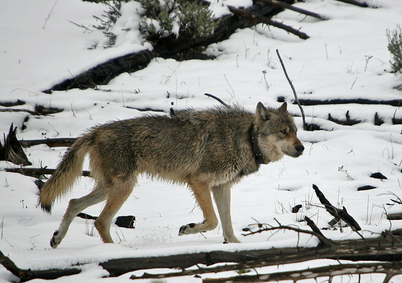 Gray wolf