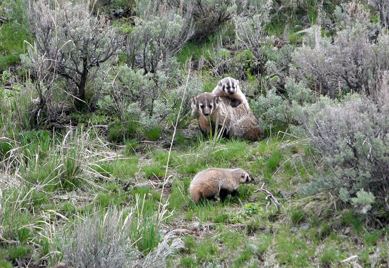 Badger mom with kits
