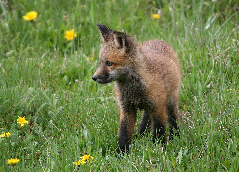 Fox kit