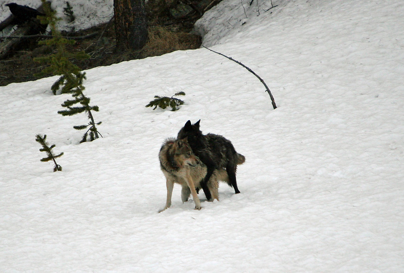 Wolves playing in the snow