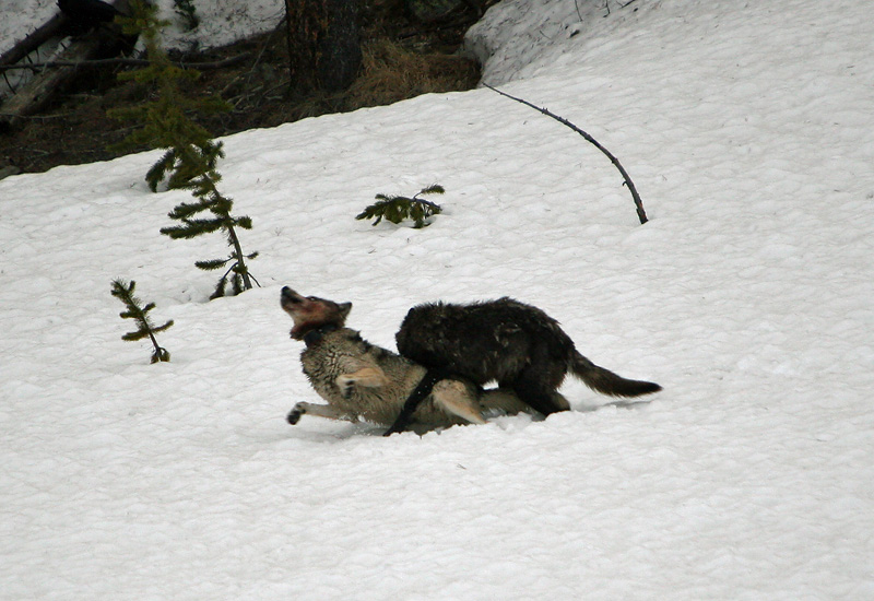 Wolves playing in the snow