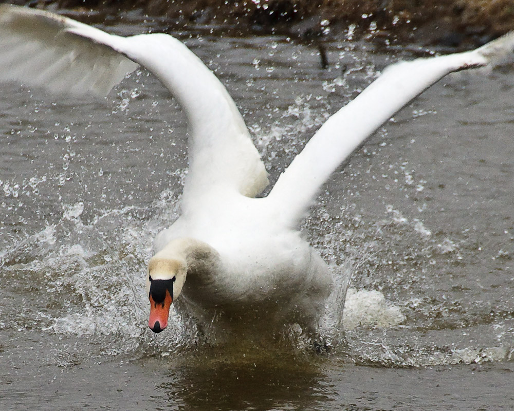 3/30/10 - Winged Intimidation<br><font size=3>ds20100330-0025w.jpg</font>