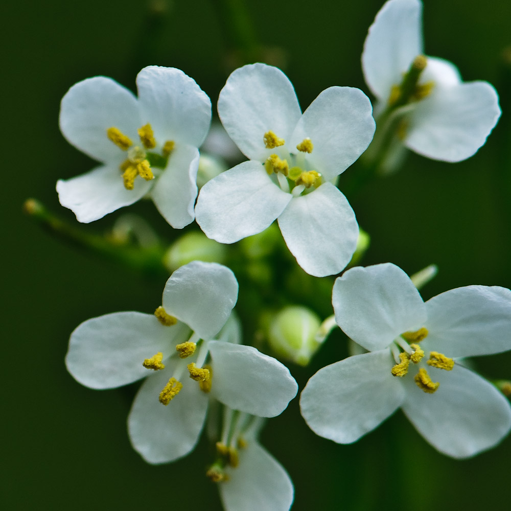 5/4/10 - Wildflower<br><font size=3>ds20100504-0009w.jpg</font>