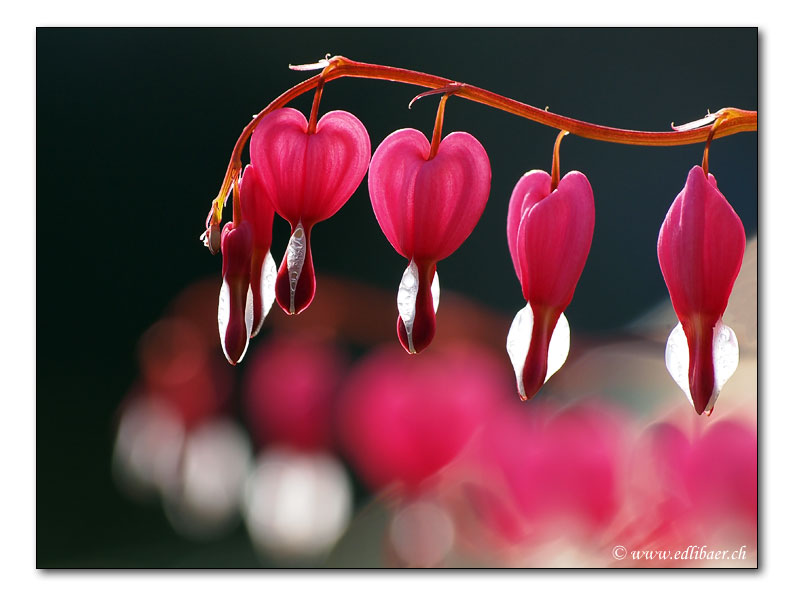 Traenendes Herz - Lamprocapnos spectabilis (1174)