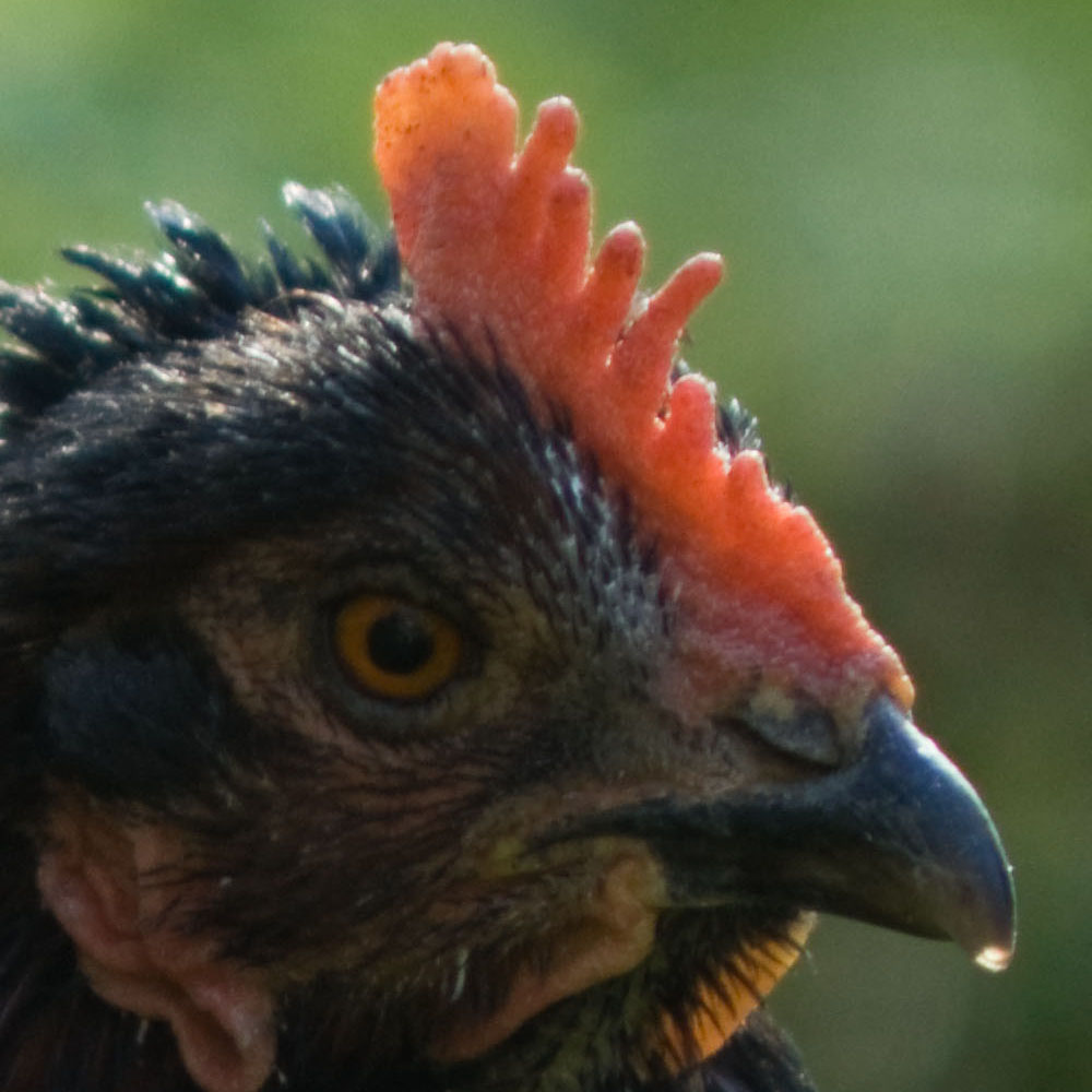 chickenf8-400mm-100pc.jpg