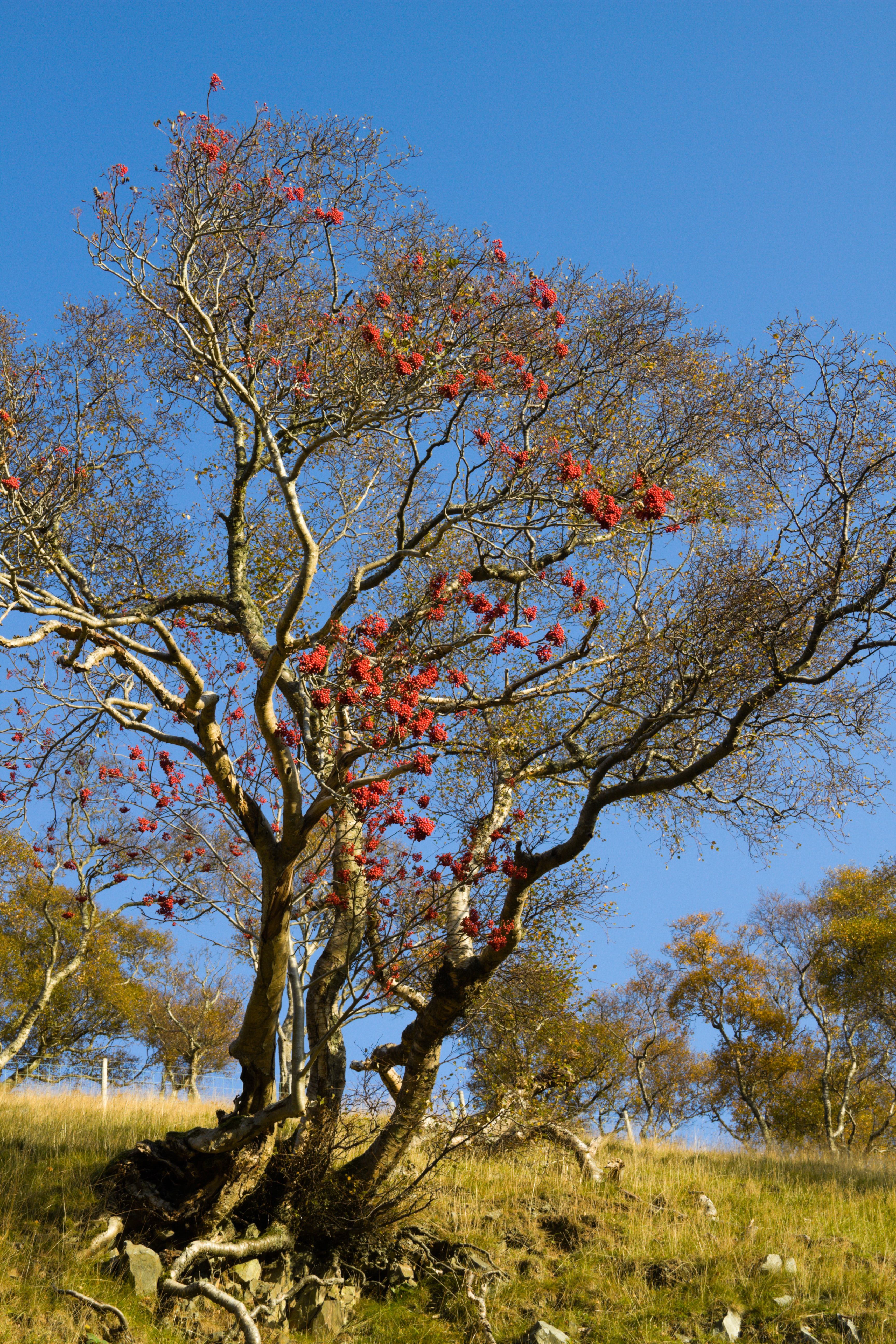 mountainash-ACR.jpg