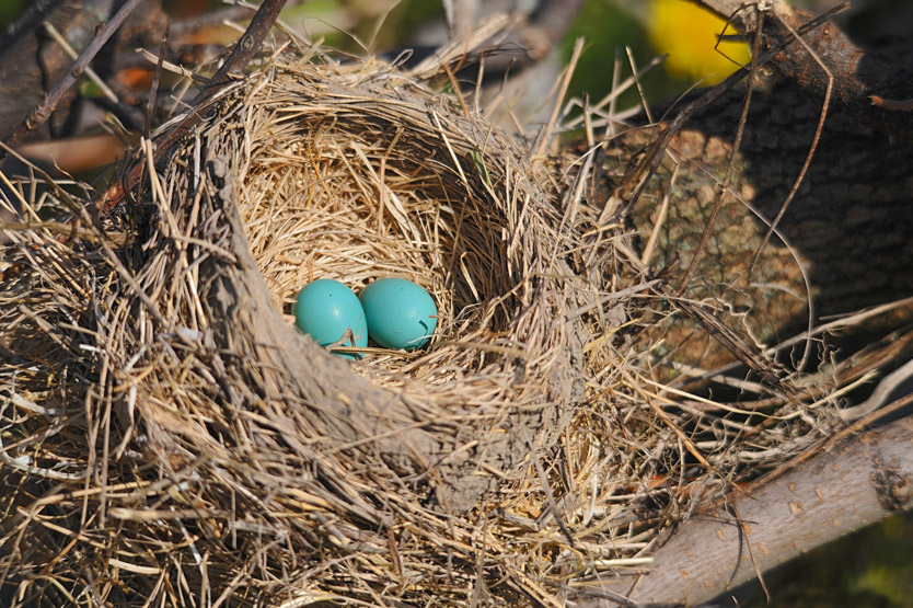 Oeufs de Merle dAmerique  / American Robin OEUFS