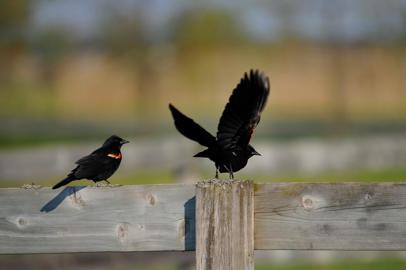 Red-winged Blackbird / Carouge a epaulettes