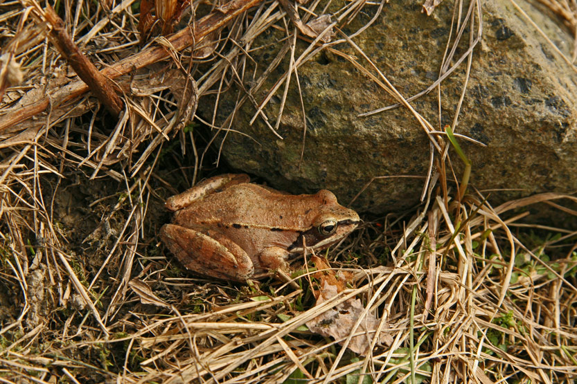 GRENOUILLE DES BOIS - - - WOOD FROG