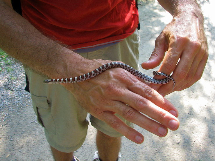 COULEUVRE TACHETE / MILK SNAKE