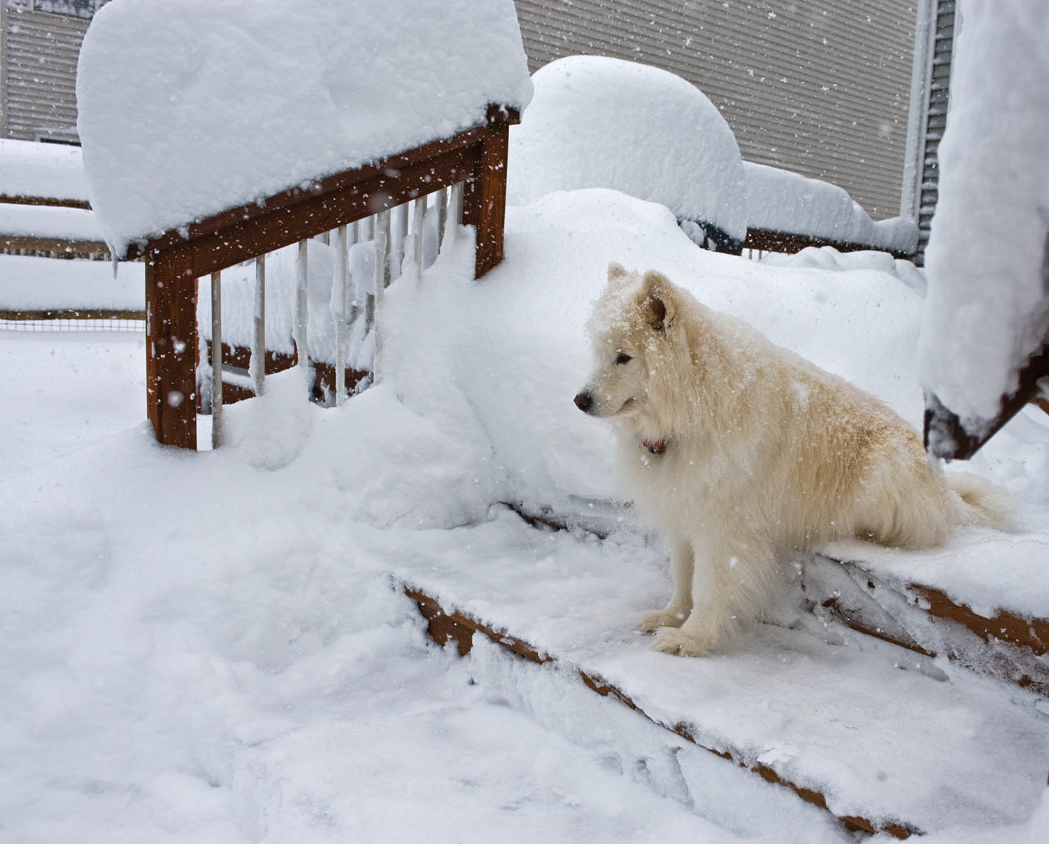 Cleo, Our female Samoyed watching the accumulating Snow