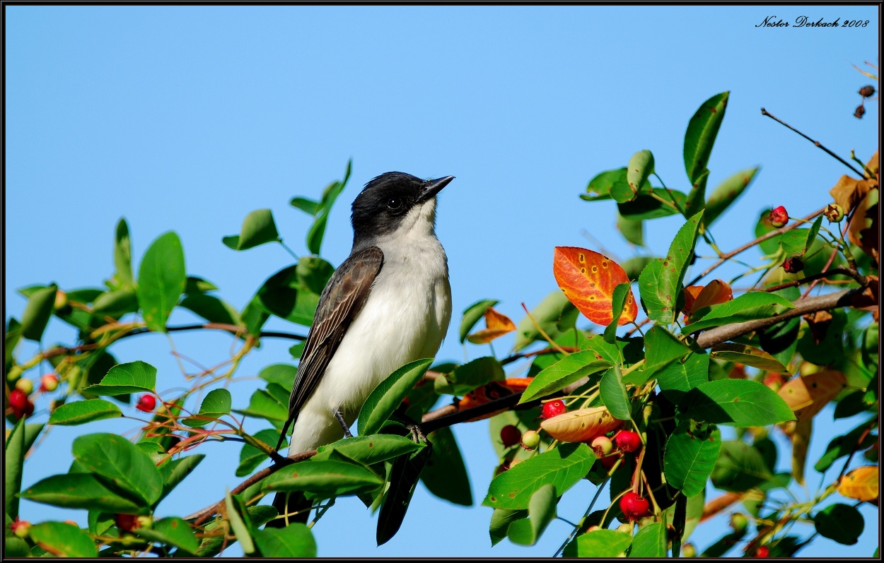 Kingbird