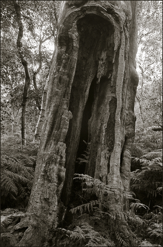 TREE IN SHERWOOD FOREST