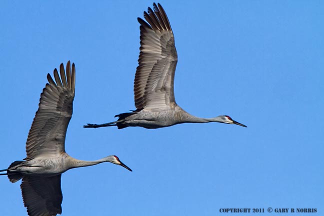 Crane, Sand Hill