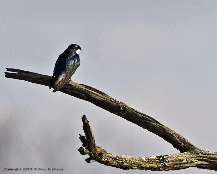 Swallow, Tree IMG_8184.jpg