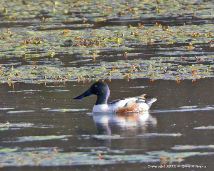 Shoveler, Northern  IMG_8186.jpg