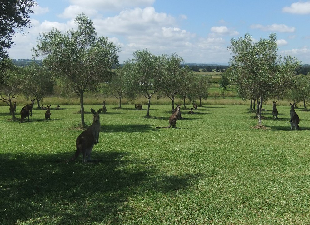 Hunter Valley