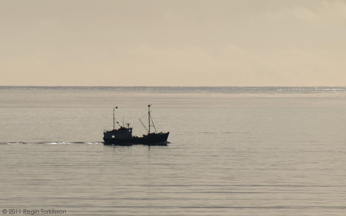Morgunroin TN 919