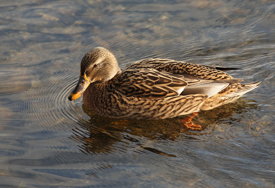 Female Mallard