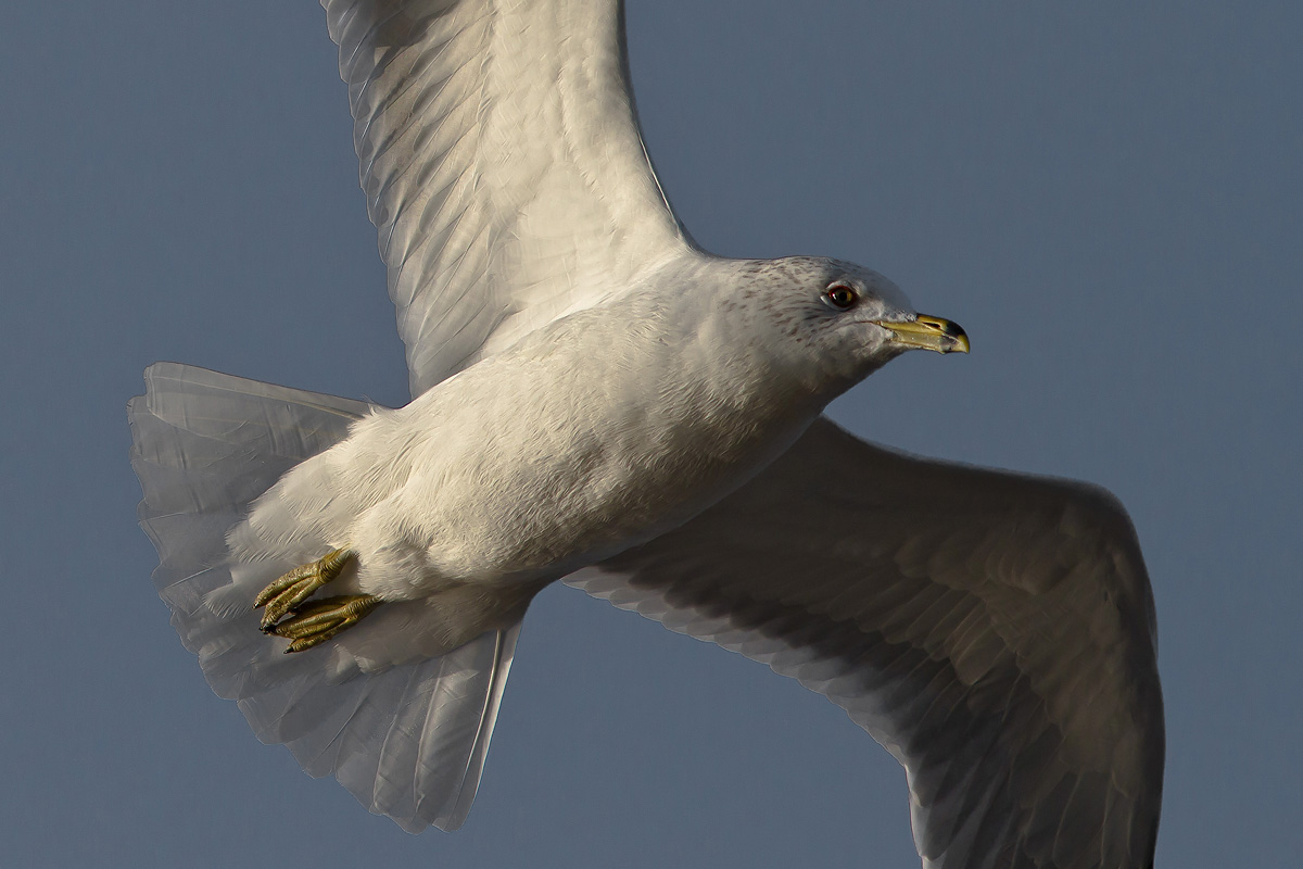 Gull