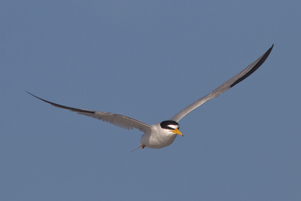 Least Tern in Flight