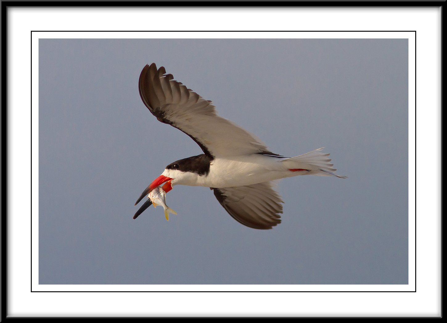 Black Skimmer with Dinner