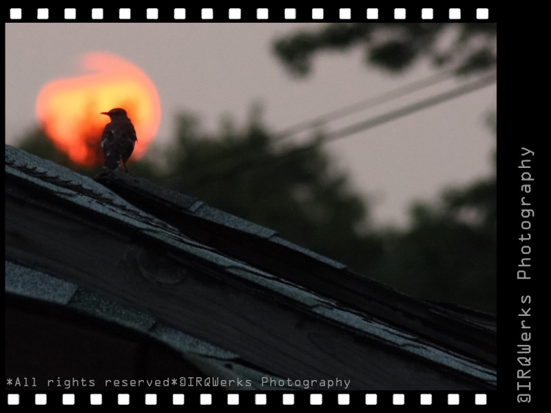 Last Light