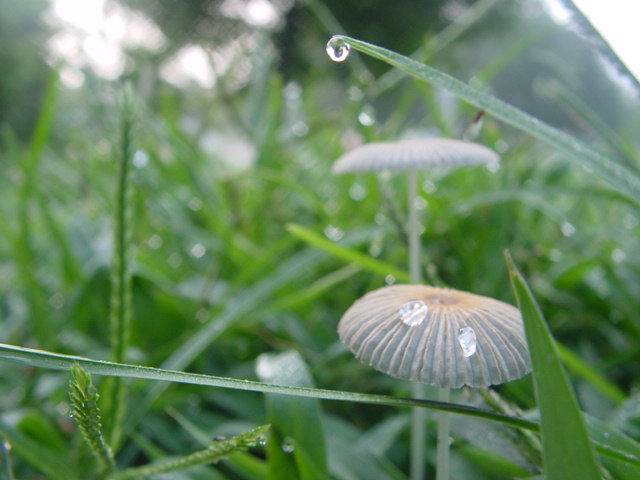 Dew Shrooms
